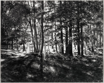 April Gornik Forest Light